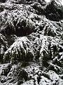 Dark fir and bright snow, Greenwich Park IMGP7584